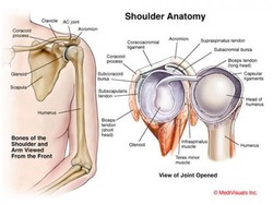 Osteopaths can help your shoulder pain...